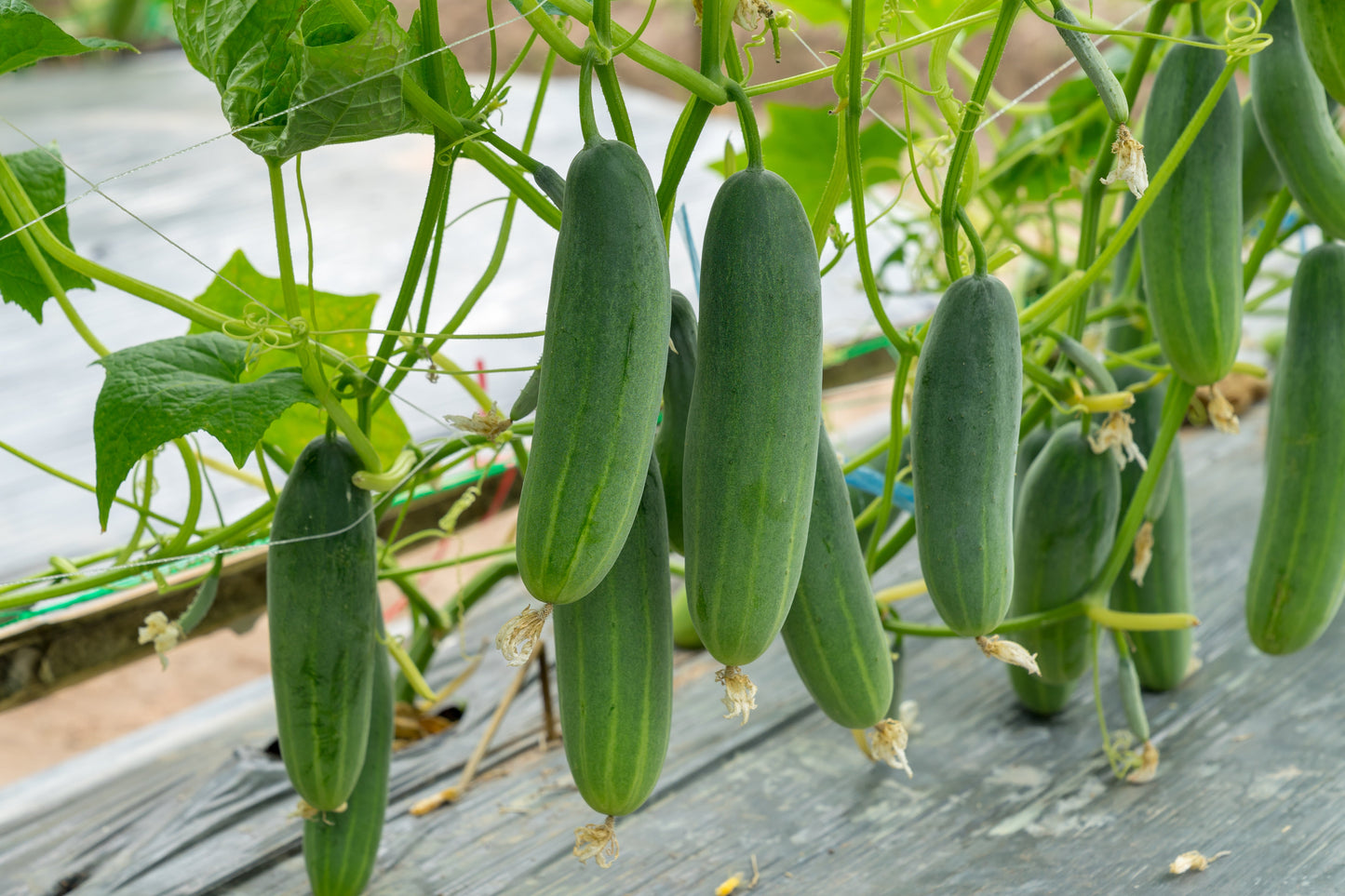 200 Marketmore 76 Cucumber (Cucumis Sativus) Seeds