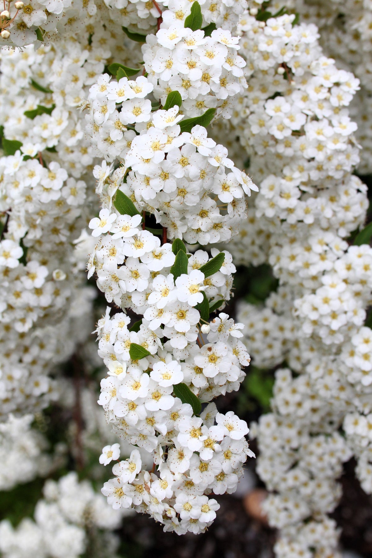 1000 White Yarrow (Achillea Millefolium) Seeds