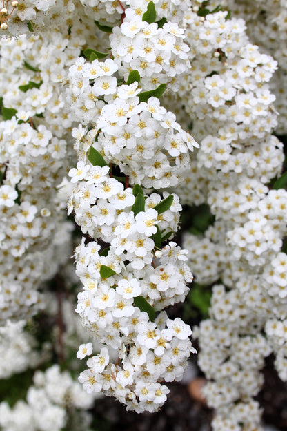 1000 White Yarrow (Achillea Millefolium) Seeds