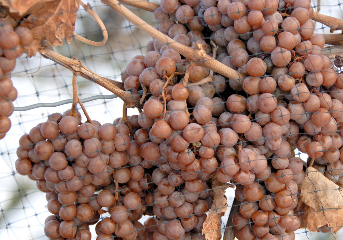 30 Wine Grape (Vitis Viniferia) Seeds