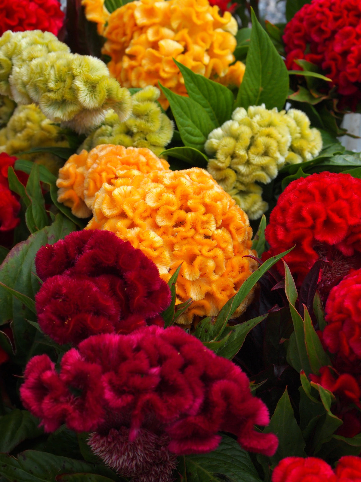 Coral Gardens Mix Celosia (Celosia argentea var. cristata) Seeds – 100 ct