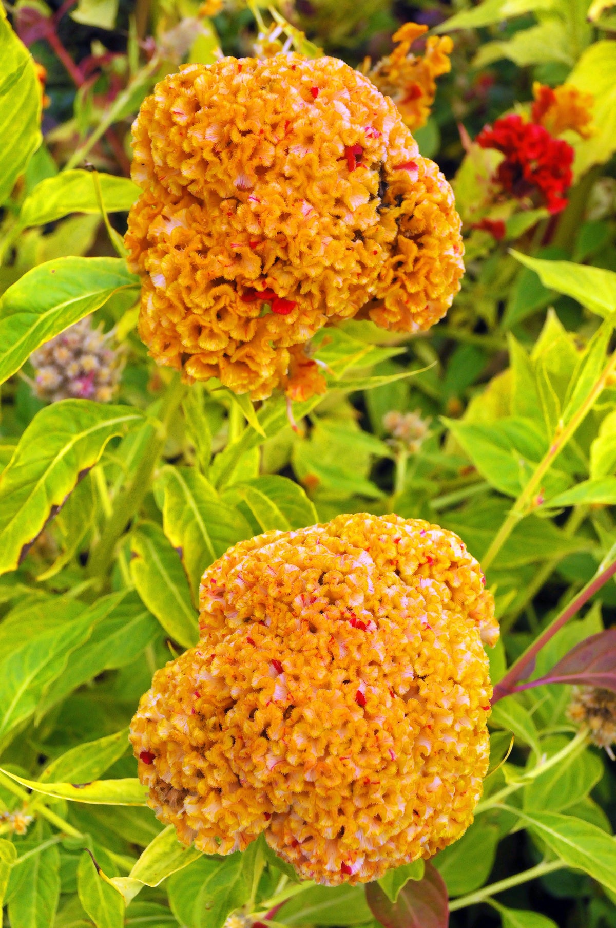 Coral Gardens Mix Celosia (Celosia argentea var. cristata) Seeds – 100 ct