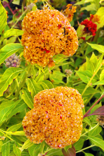 Coral Gardens Mix Celosia (Celosia argentea var. cristata) Seeds – 100 ct