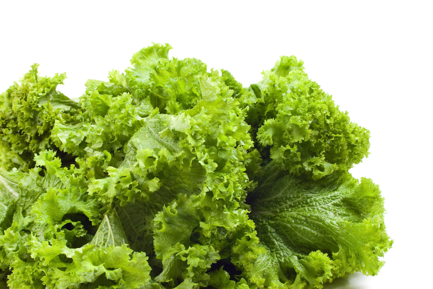 3000 Southern Giant Curled Mustard (Brassica Juncea) Seeds