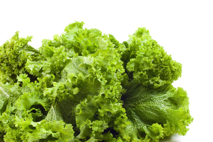 3000 Southern Giant Curled Mustard (Brassica Juncea) Seeds