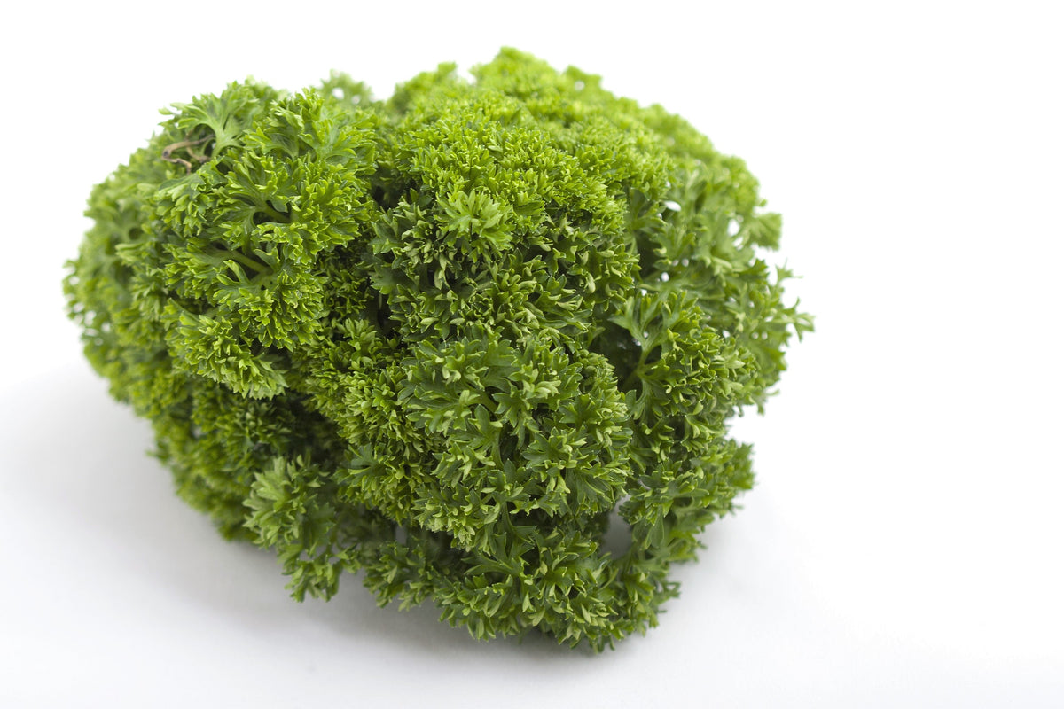 Triple Curled Parsley (Petroselinum crispum) Seeds – 1,500 ct