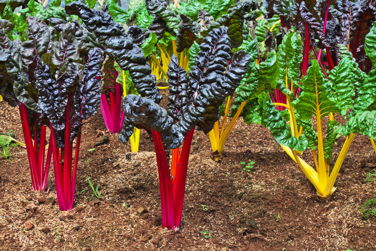 150 Mixed Colors Northern Lights Swiss Chard (Beta Vulgaris Cicla) Seeds
