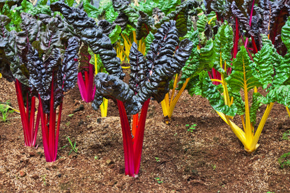 150 Mixed Colors Northern Lights Swiss Chard (Beta Vulgaris Cicla) Seeds