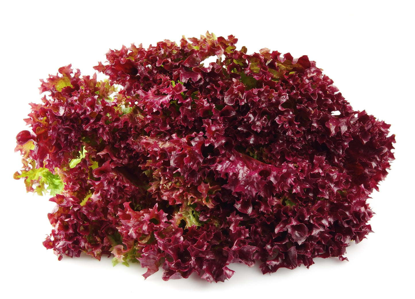 3000 Red Salad Bowl Leaf Lettuce (Lactuca Sativa) Seeds