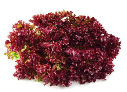 3000 Red Salad Bowl Leaf Lettuce (Lactuca Sativa) Seeds