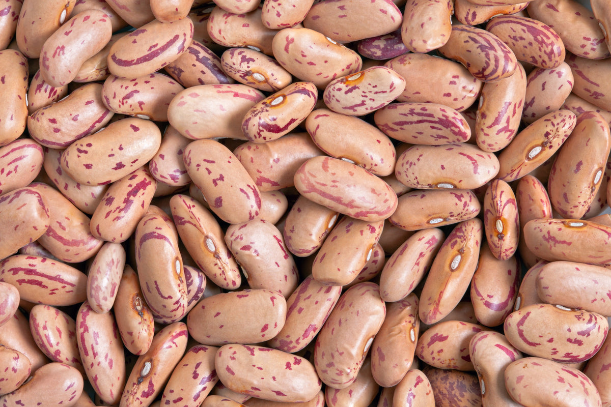 Borlotti Cranberry Bean (Phaseolus vulgaris) Seeds – 50 ct