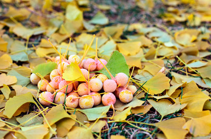 Ginkgo (Ginkgo biloba) Seeds – 10 ct