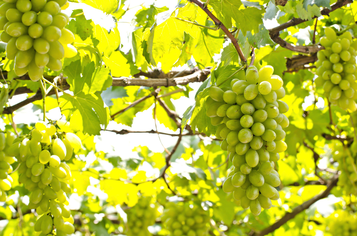 30 Wine Grape (Vitis Viniferia) Seeds