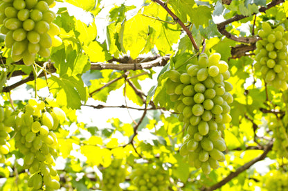 30 Wine Grape (Vitis Viniferia) Seeds