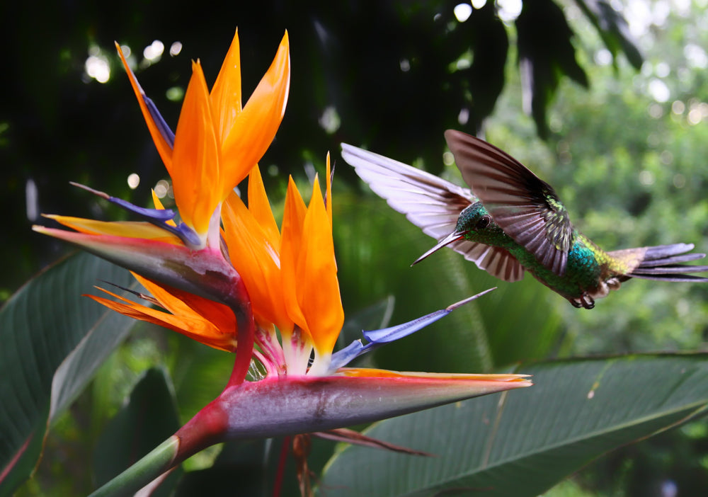 Bird of Paradise (Strelitzia reginae) Seeds – 5 ct