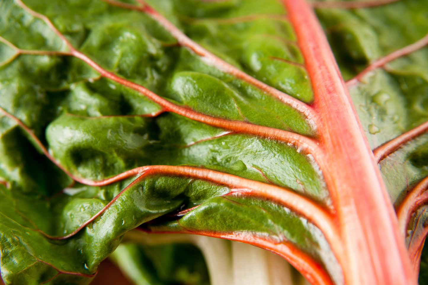 40 Flamingo Swiss Chard (Beta Vulgaris) Seeds