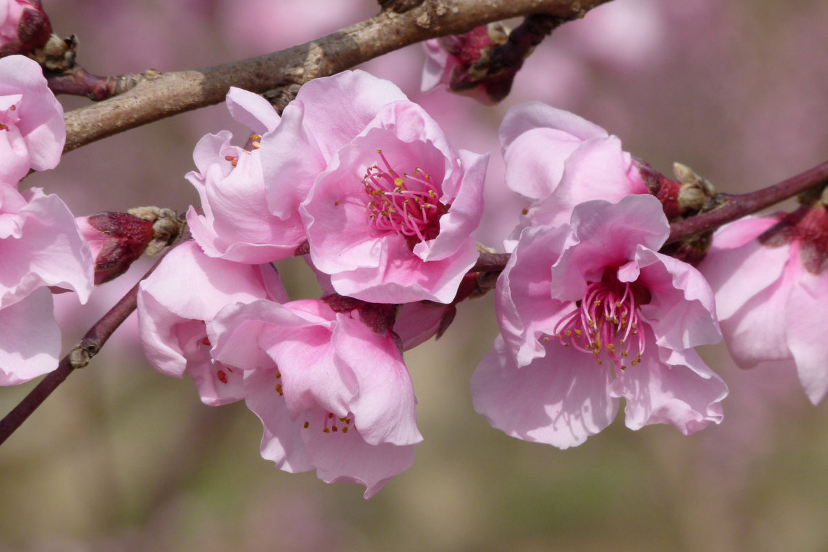 3 Nemaguard PeachTree (Prunus Persica) Seeds