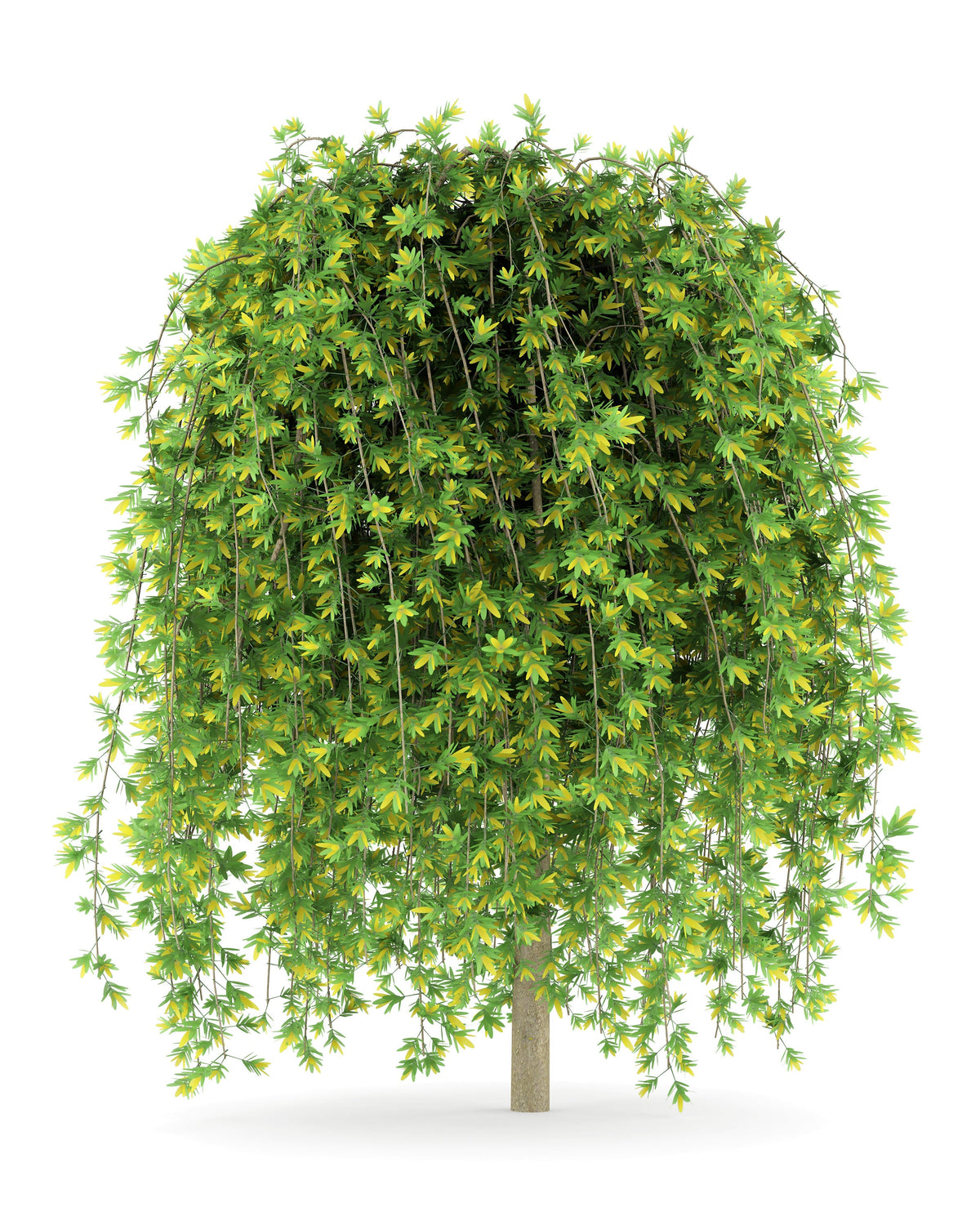 Siberian Peashrub (Caragana arborescens) Seeds – 25 ct