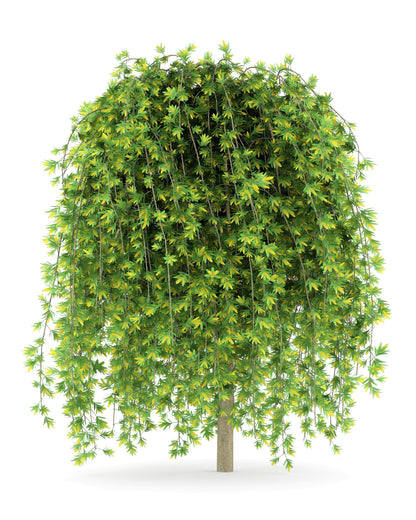 Siberian Peashrub (Caragana arborescens) Seeds – 25 ct