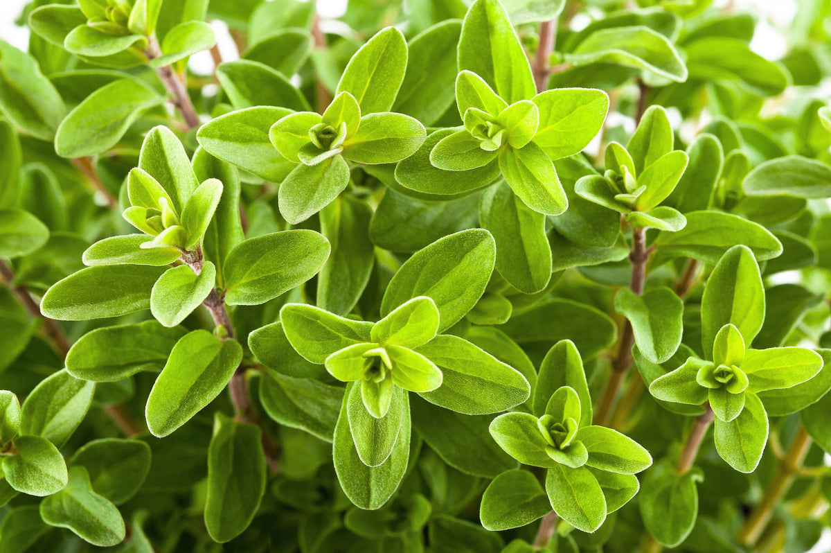 Sweet Marjoram (Origanum majorana) Seeds – 2,000 ct