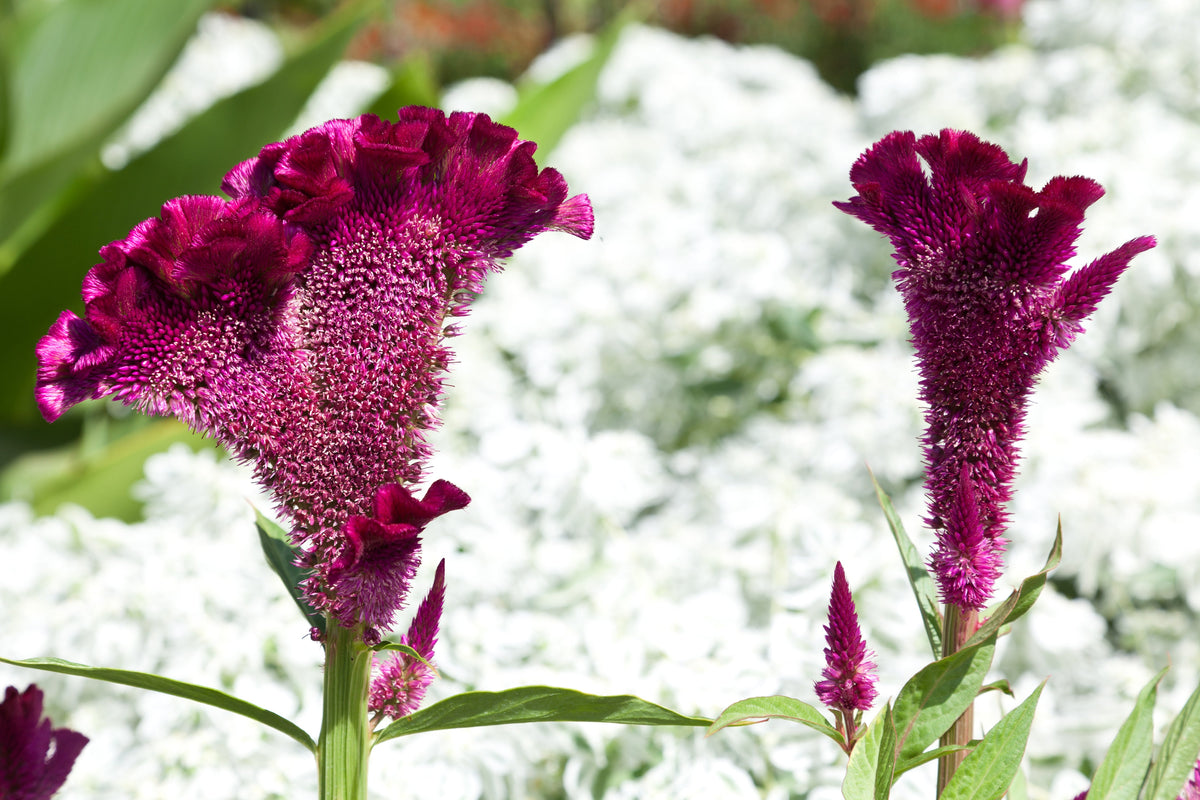 Coral Gardens Mix Celosia (Celosia argentea var. cristata) Seeds – 100 ct