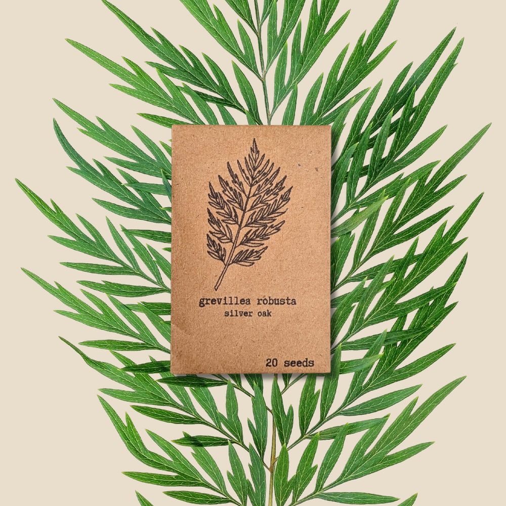 Grevillea Robusta 'Silver Oak' Seeds