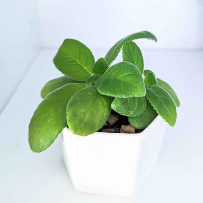 Sinningia Mix "Gloxinia" Seeds