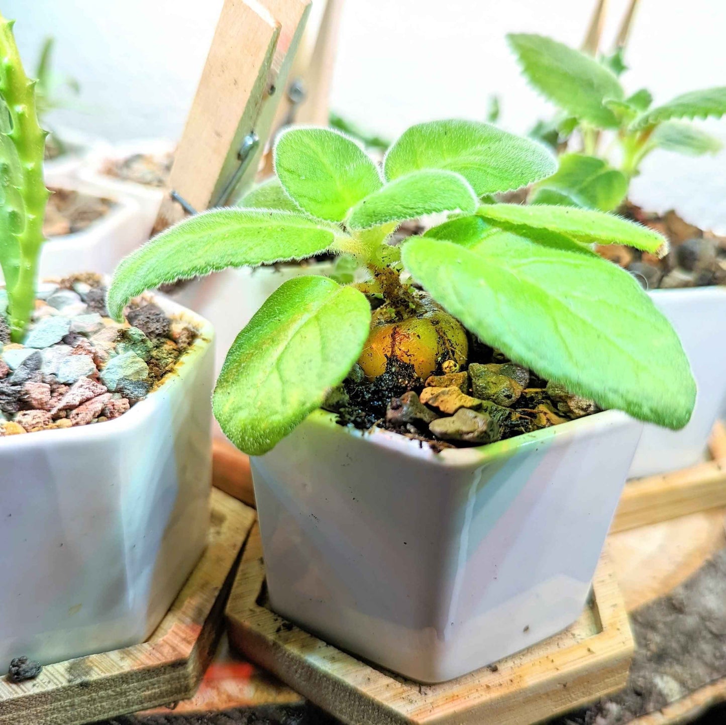 Sinningia Mix "Gloxinia" Seeds