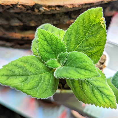 Sinningia Mix "Gloxinia" Seeds