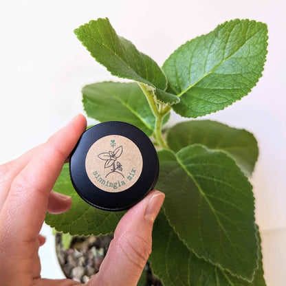 Sinningia Mix "Gloxinia" Seeds