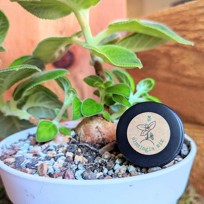 Sinningia Mix "Gloxinia" Seeds