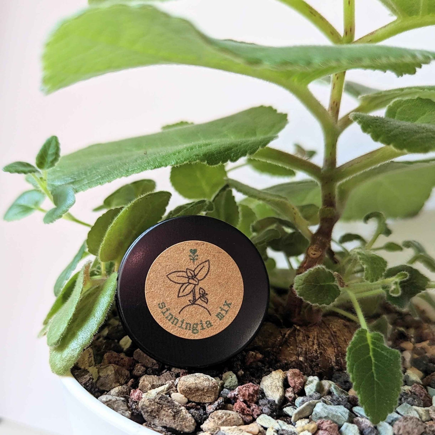 Sinningia Mix "Gloxinia" Seeds