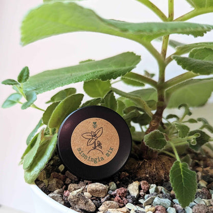 Sinningia Mix "Gloxinia" Seeds