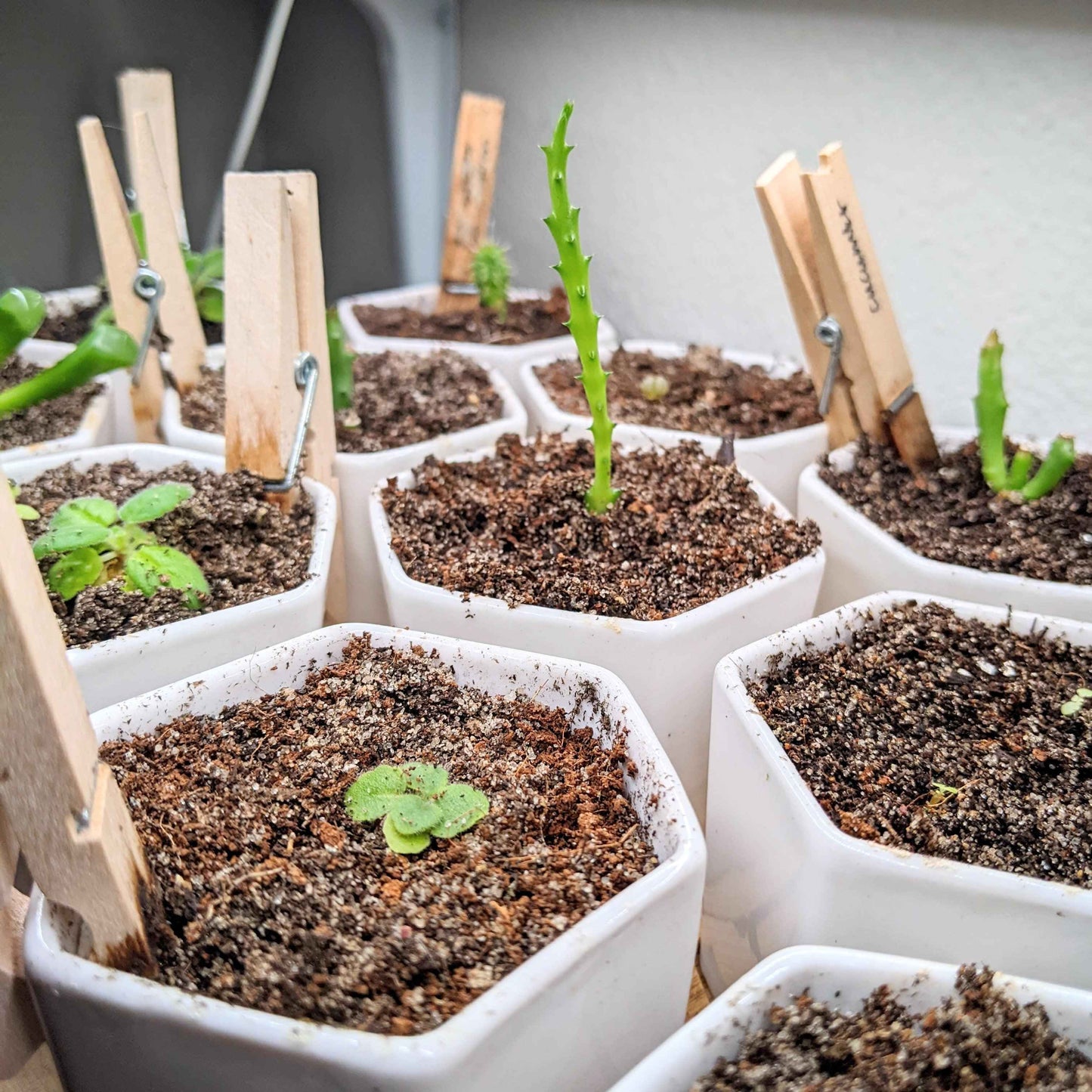 Sinningia Mix "Gloxinia" Seeds