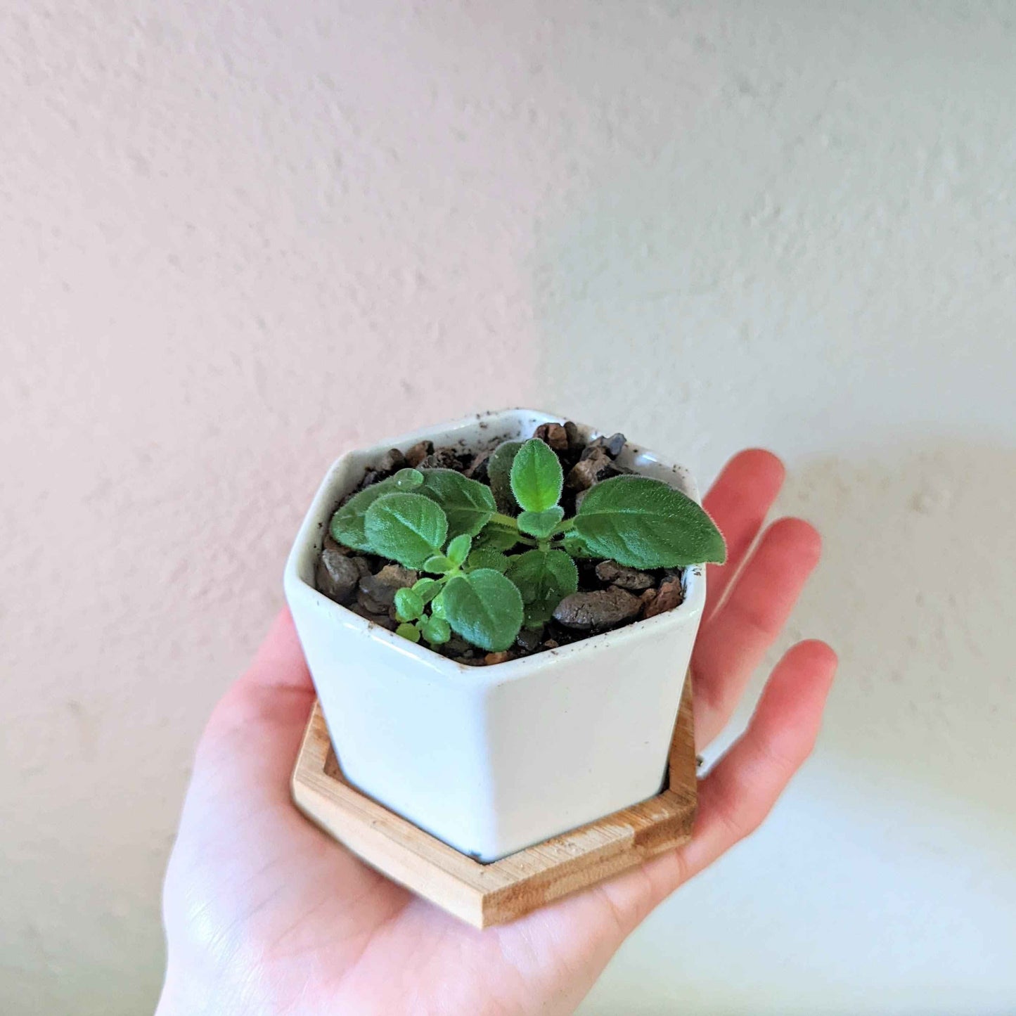 Sinningia Mix "Gloxinia" Seeds