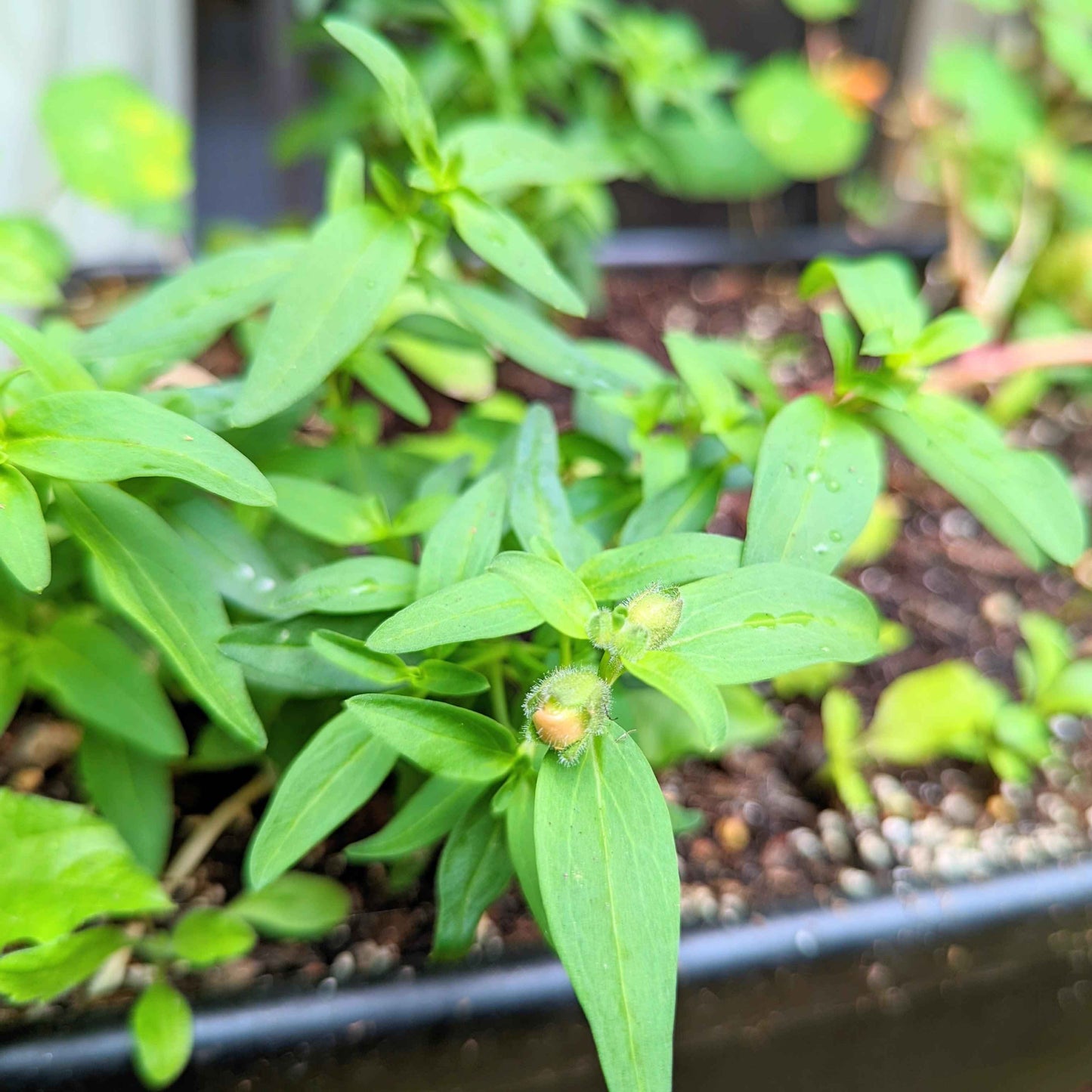 Snapdragon Mix Seeds
