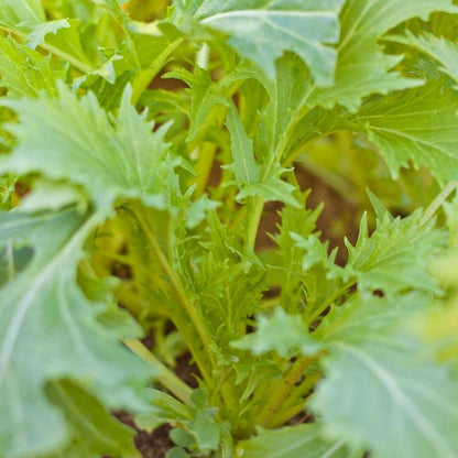 Mesclun Spicy Mix Greens Seeds (Organic)