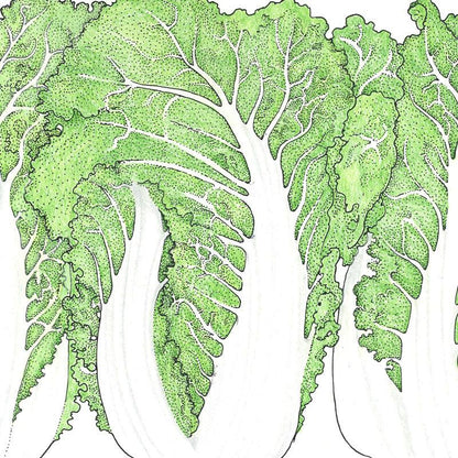 Napa Bilko Cabbage Seeds (Organic)
