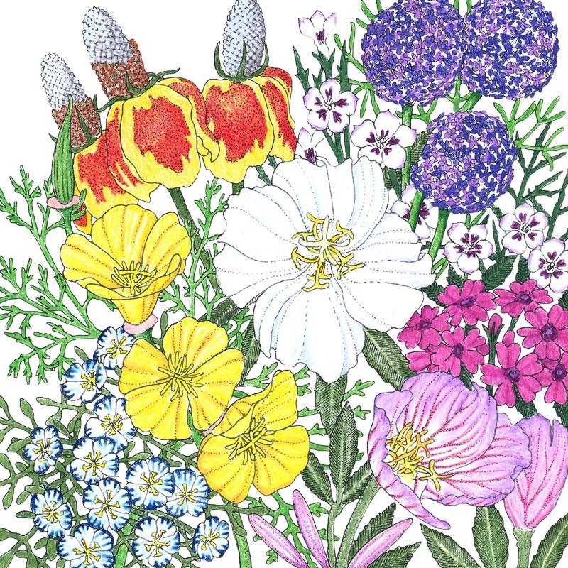 Southwest Wildflower Mix (1/4 lb)