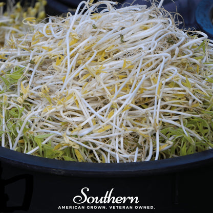 Mung Beans Sprout – 500 Seeds