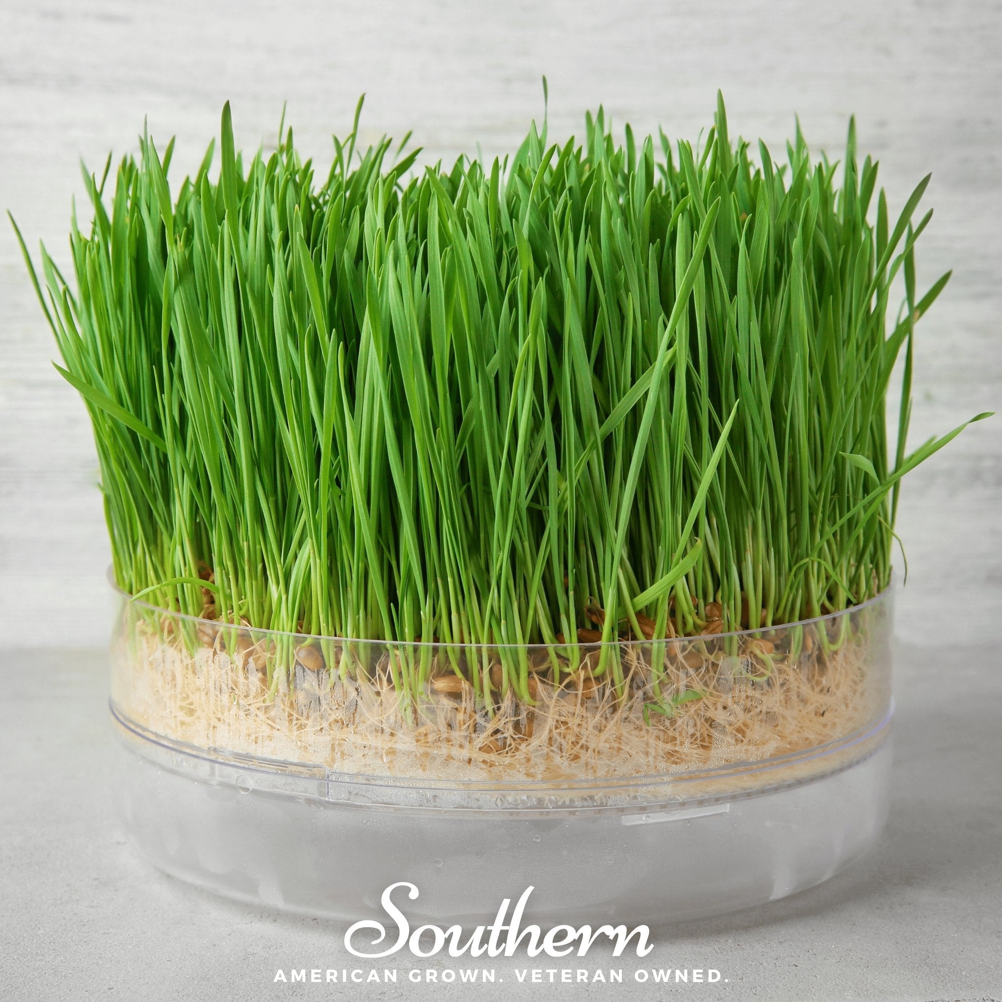 Hard Red Winter Wheat Sprout – 200 Seeds – Haven Herbs