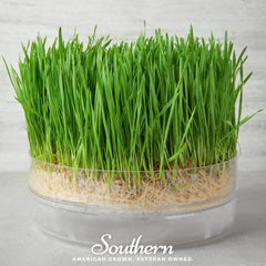 Hard Red Winter Wheat Sprout – 200 Seeds