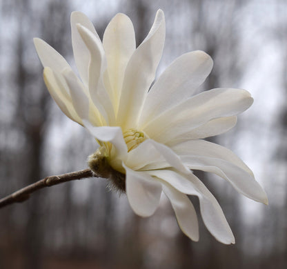 5 STAR MAGNOLIA Stellata TREE Seeds - Fragrant White to Pink Big 4" Wide Flowers