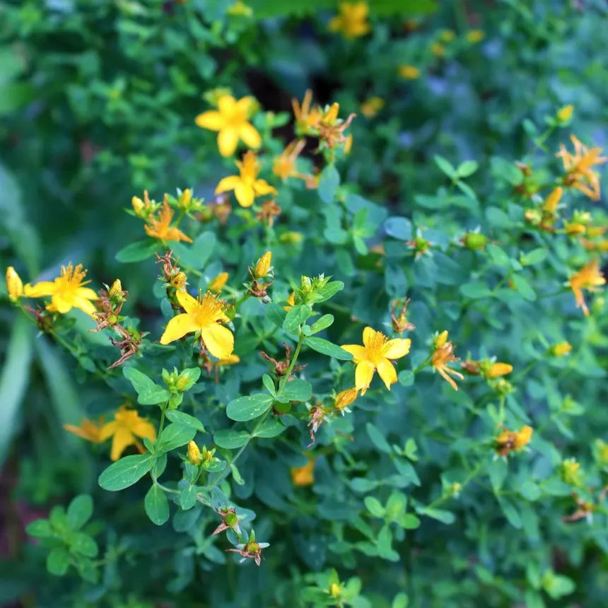 St. John's Wort (Hypericum perforatum) seedling