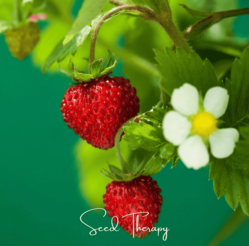 Wild Red Alpine Strawberry – 200 Seeds