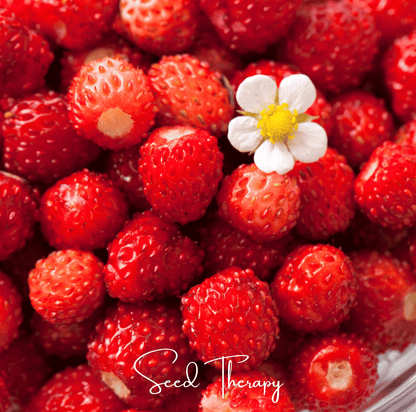 Wild Red Alpine Strawberry – 200 Seeds