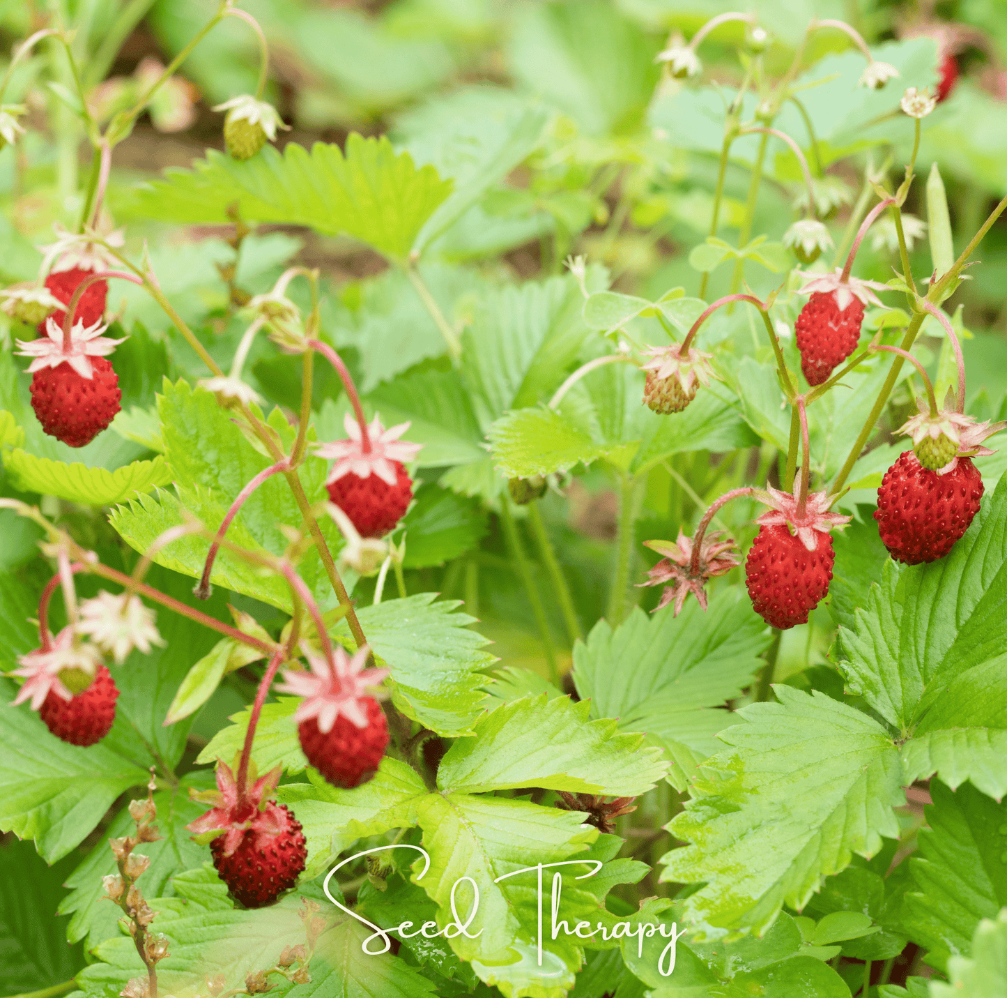 Wild Red Alpine Strawberry – 200 Seeds