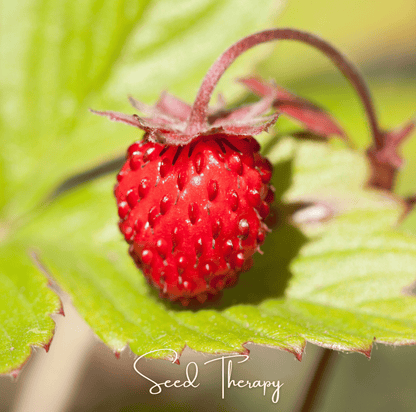 Wild Red Alpine Strawberry – 200 Seeds