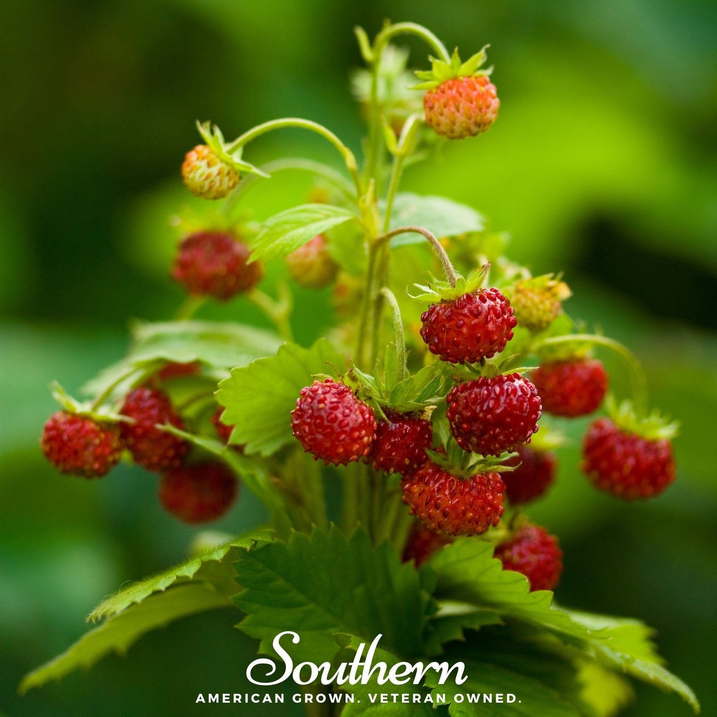 Wild Red Alpine Strawberry – 200 Seeds