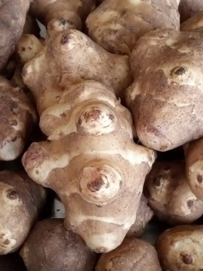 Jerusalem Artichoke/Sunchoke (Helianthus tuberosus)